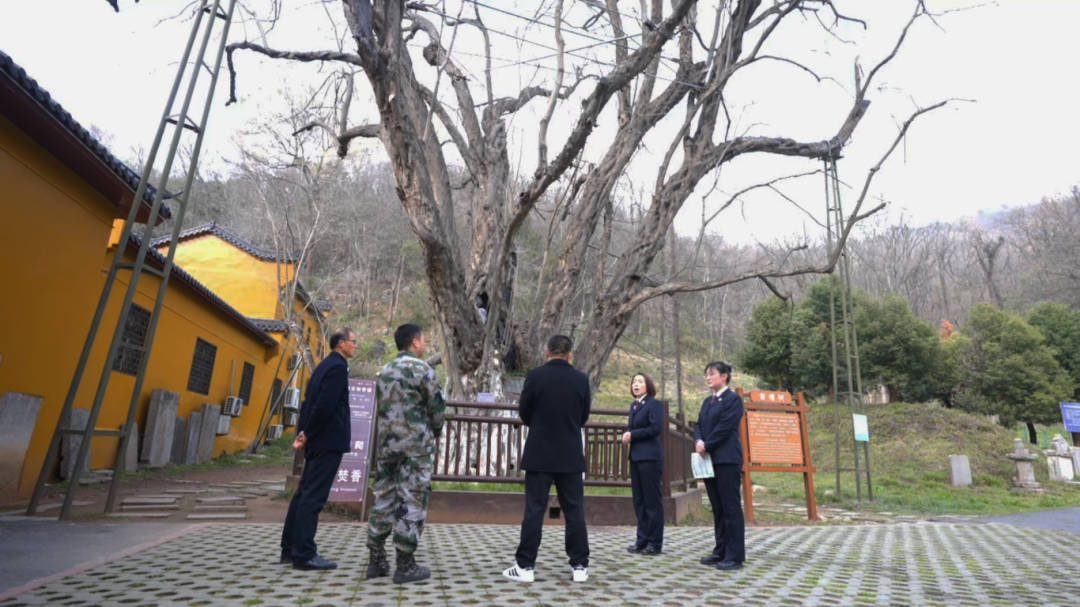 【植树节特辑】公益诉讼回头看  检护青绿映山峦